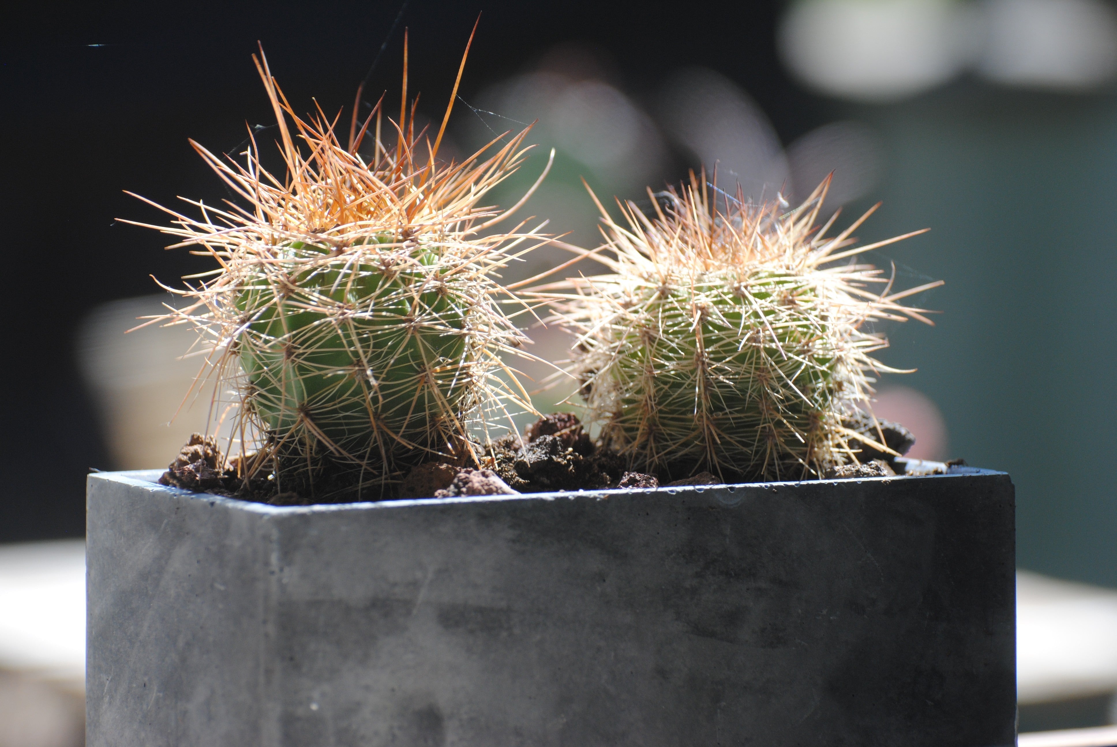 Razones por las que Elegir Macetas de Cemento para Cactus