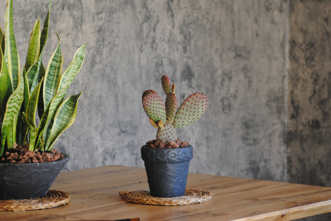 Cómo Cuidar tus Cactus