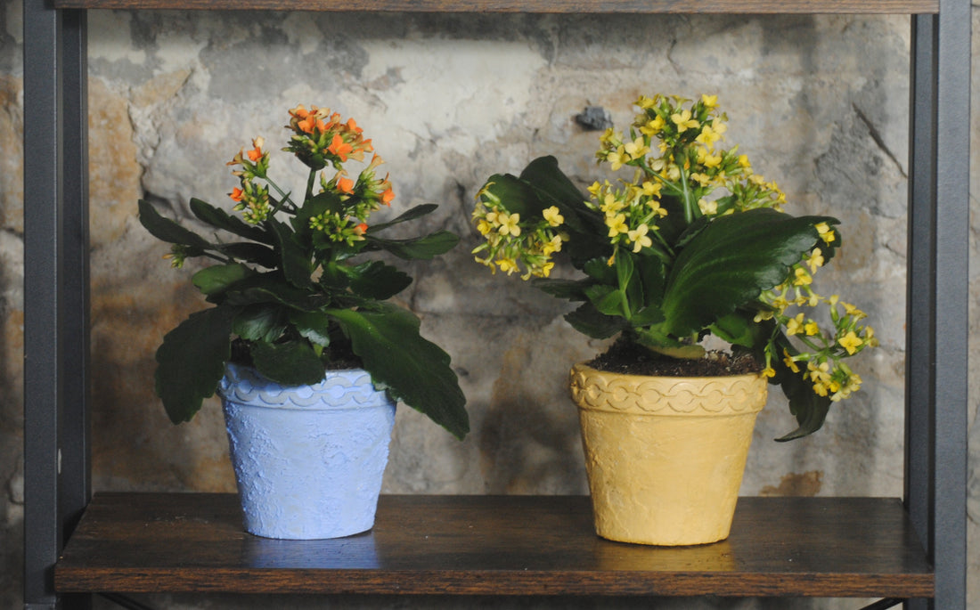 arisco® tienda de Productos de Decoración hechos en cemento. Maceta de Cemento varios Colores. Varias Medidas. Marca arisco®. Rustic Azul